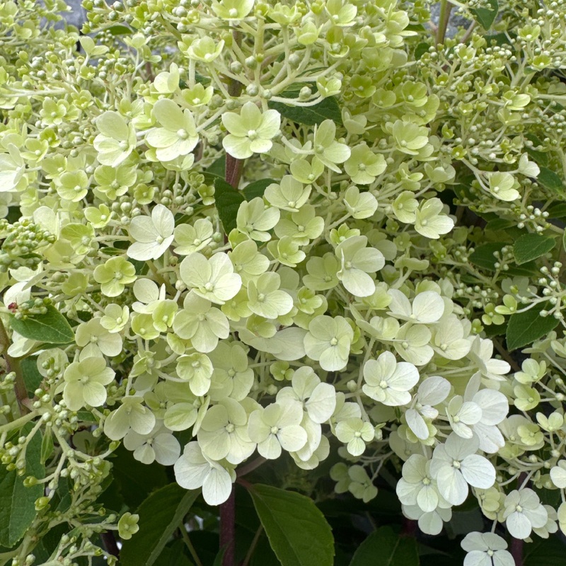 HYDRANGEA pan. Bobo