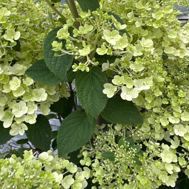 HYDRANGEA PAN. SKYFALL 7.5Ltr Pot
