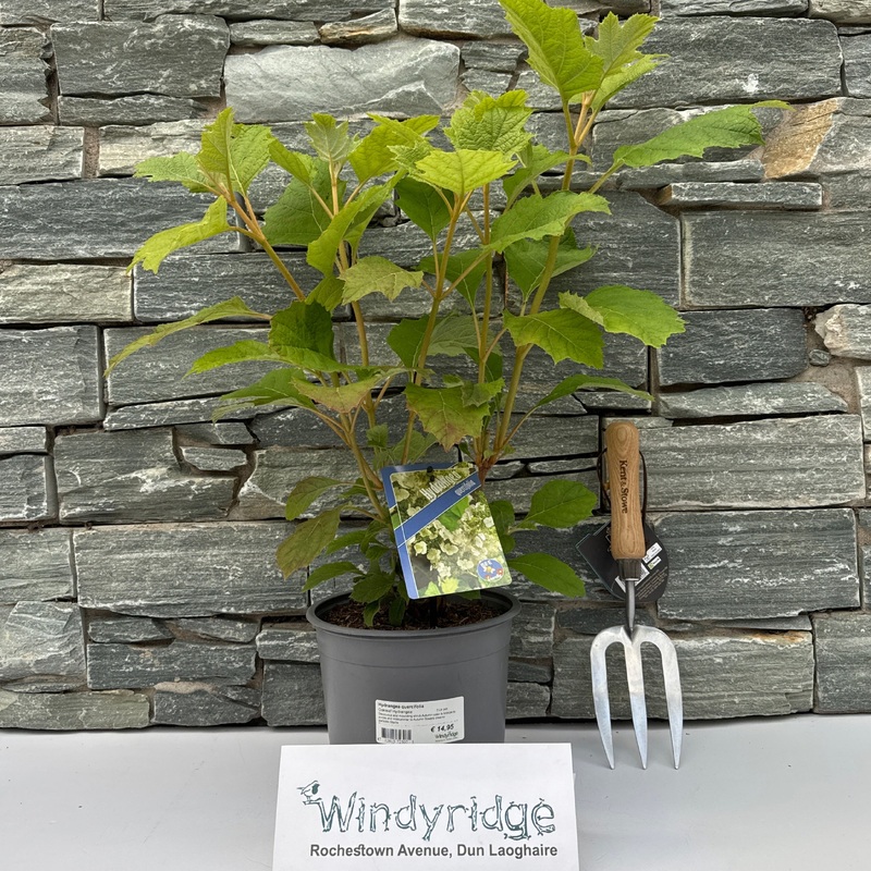 Hydrangea quercifolia  3 Ltr pot