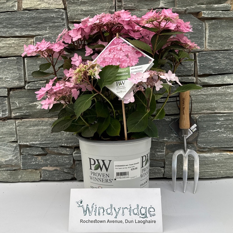 HYDRANGEA serr. Frozen Smoothie Pink