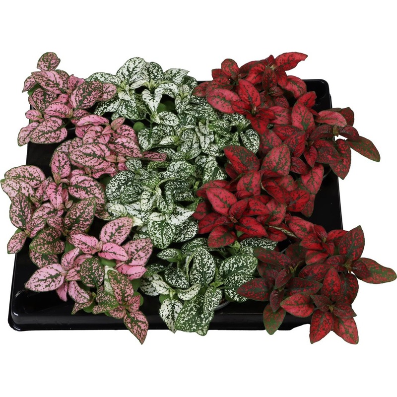 Hypoestes mix  6 cm pot