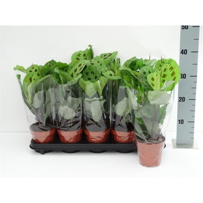 Maranta leuc. Kerchoveana  P12