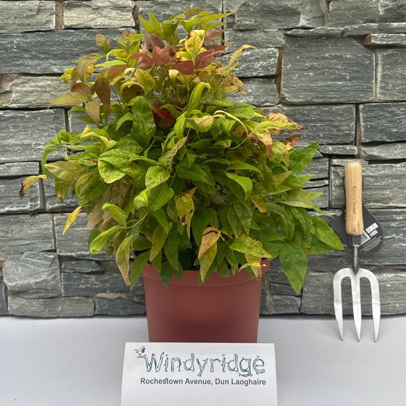 NANDINA DOM. BLUSH PINK CLT 5