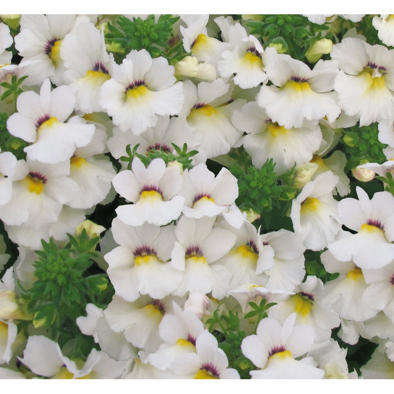 Nemesia White Perfume