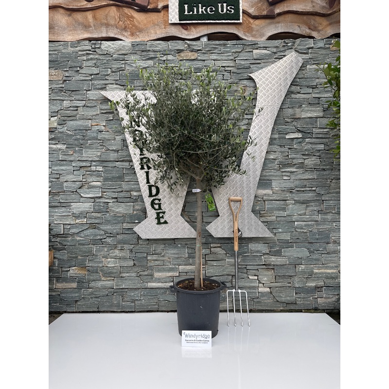 Olea Europeae on Stem P30 180cm