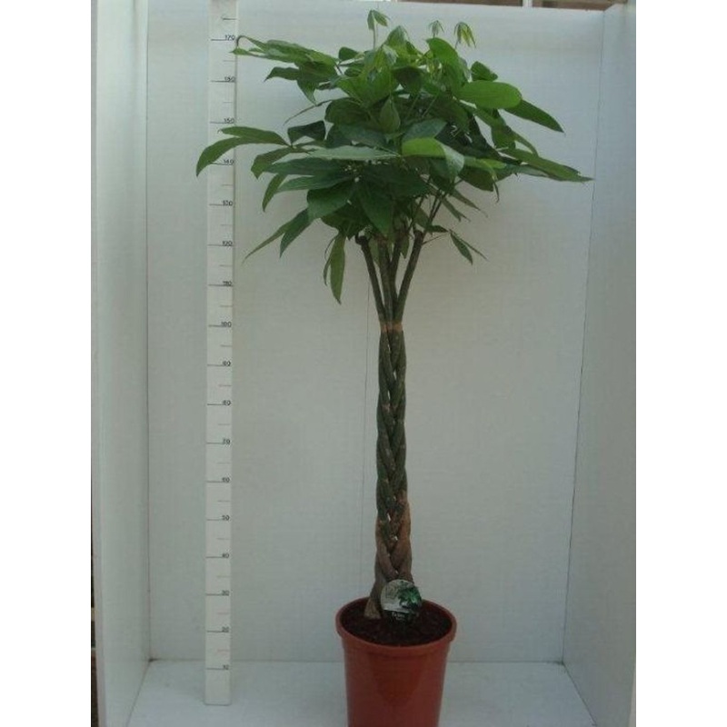 Pachira aquatica  P31