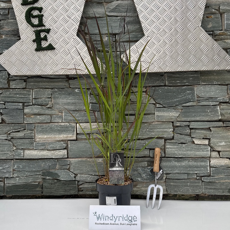 Panicum virgatum Squaw