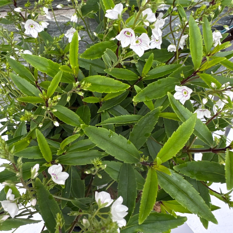 PARAHEBE Snow Clouds 3Ltr Pot