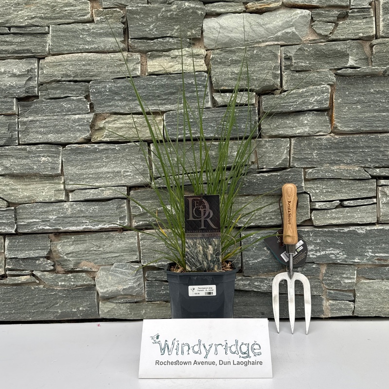 Pennisetum alop. Hameln  2L, square pot