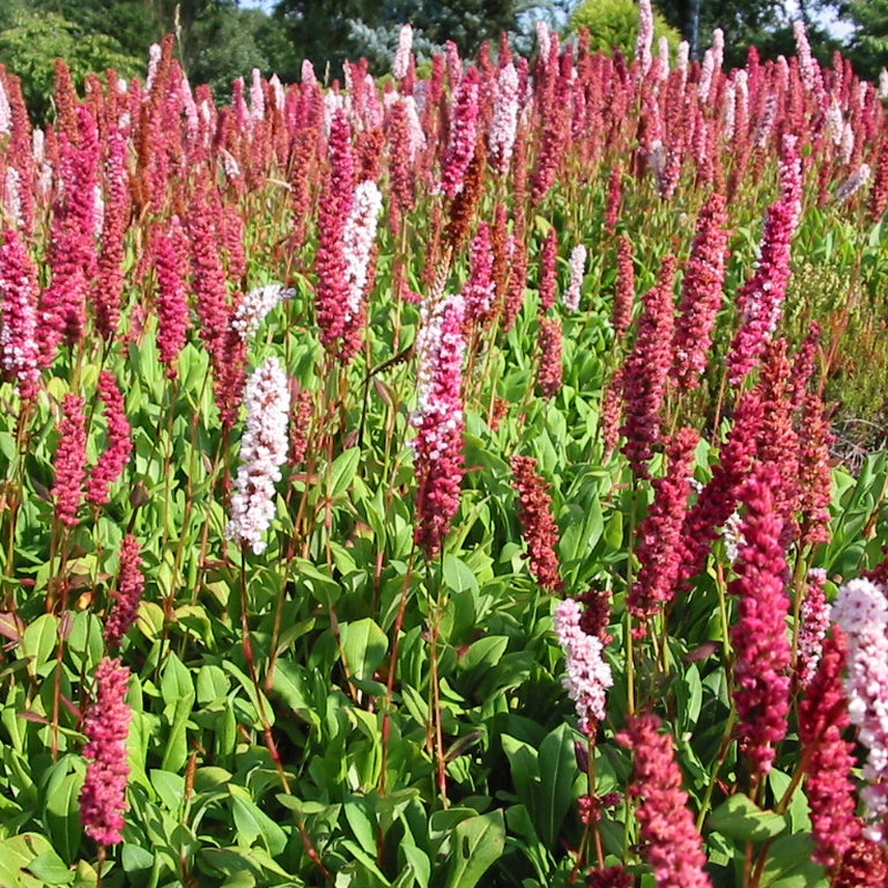 Persicaria affinis Superba