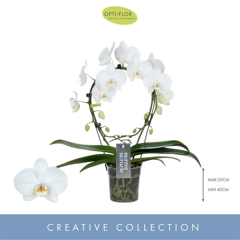 Phalaenopsis Mirror Miracle white  P12, hoop