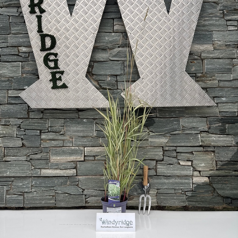 Phalaris ar. v. picta Feesey