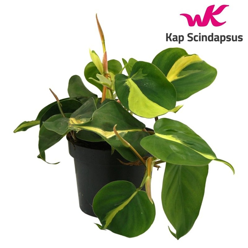 Philodendron scandens Brasil  P12