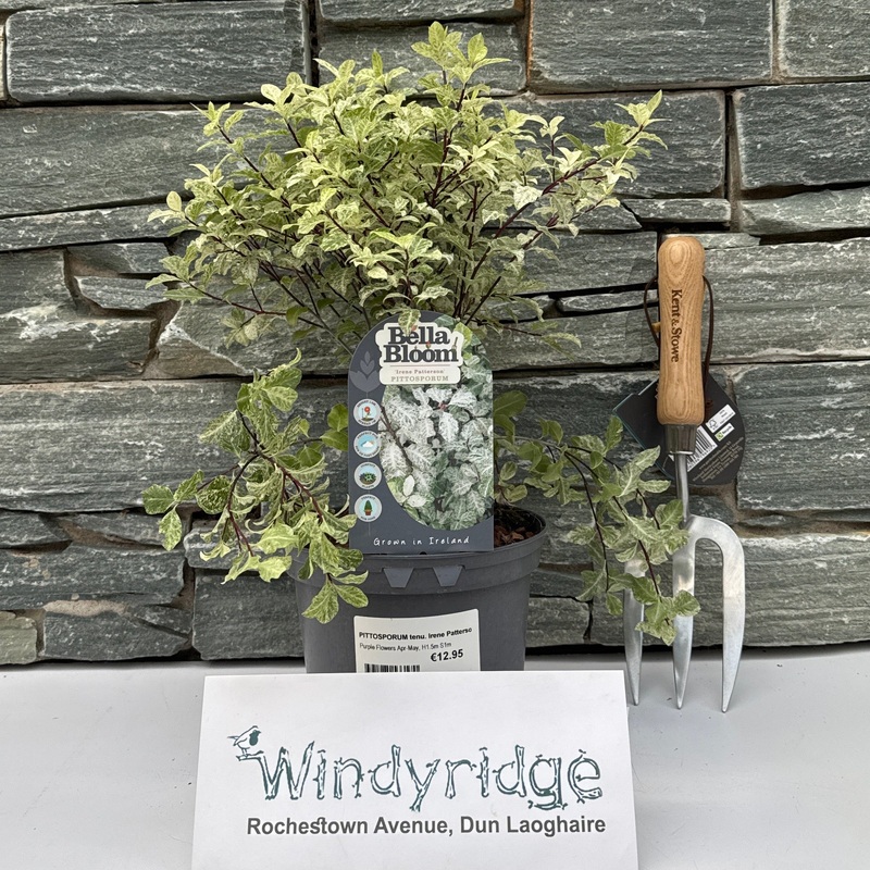 PITTOSPORUM tenu. Irene Patterson