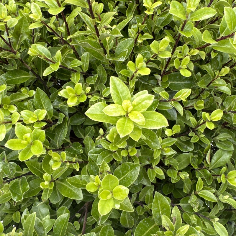 PITTOSPORUM tenui. Golf Ball Ball