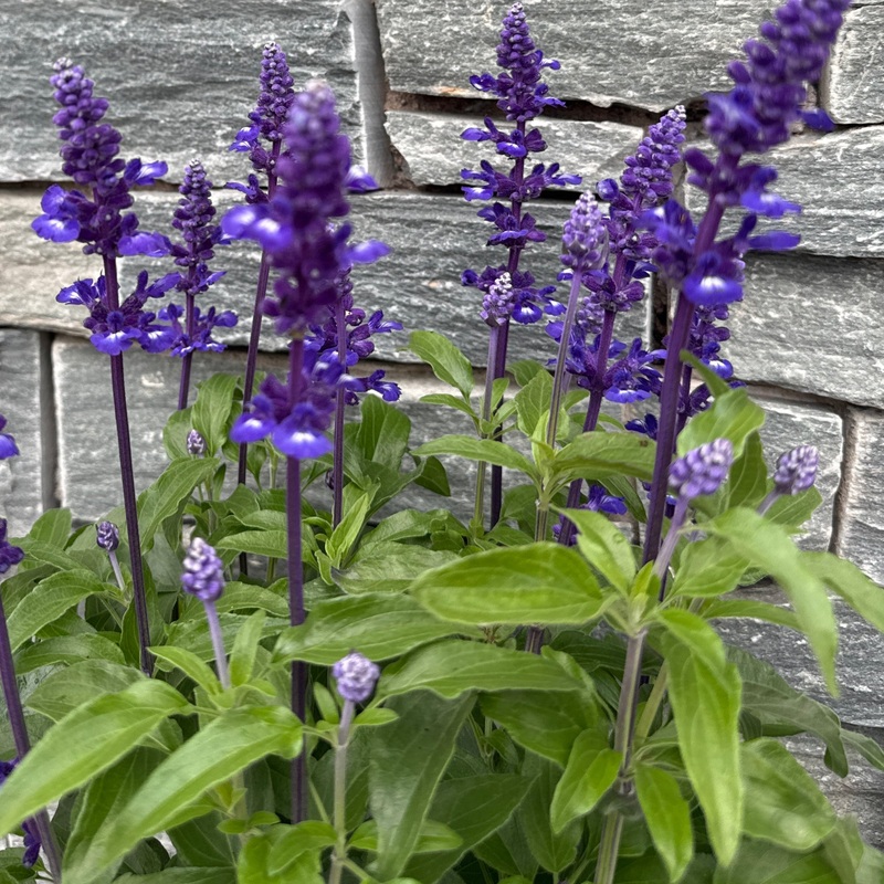 SALVIA Fari Midnight Candle