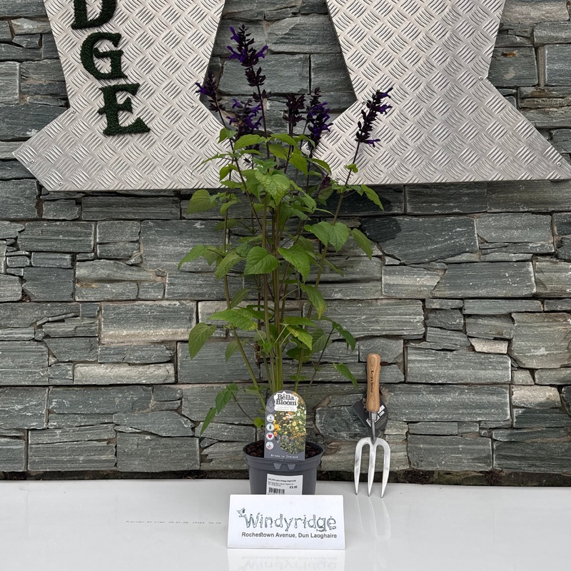 SALVIA Lake Onega Improved