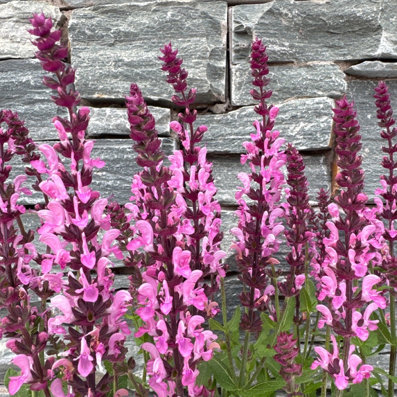 SALVIA nem. Pink Nebula