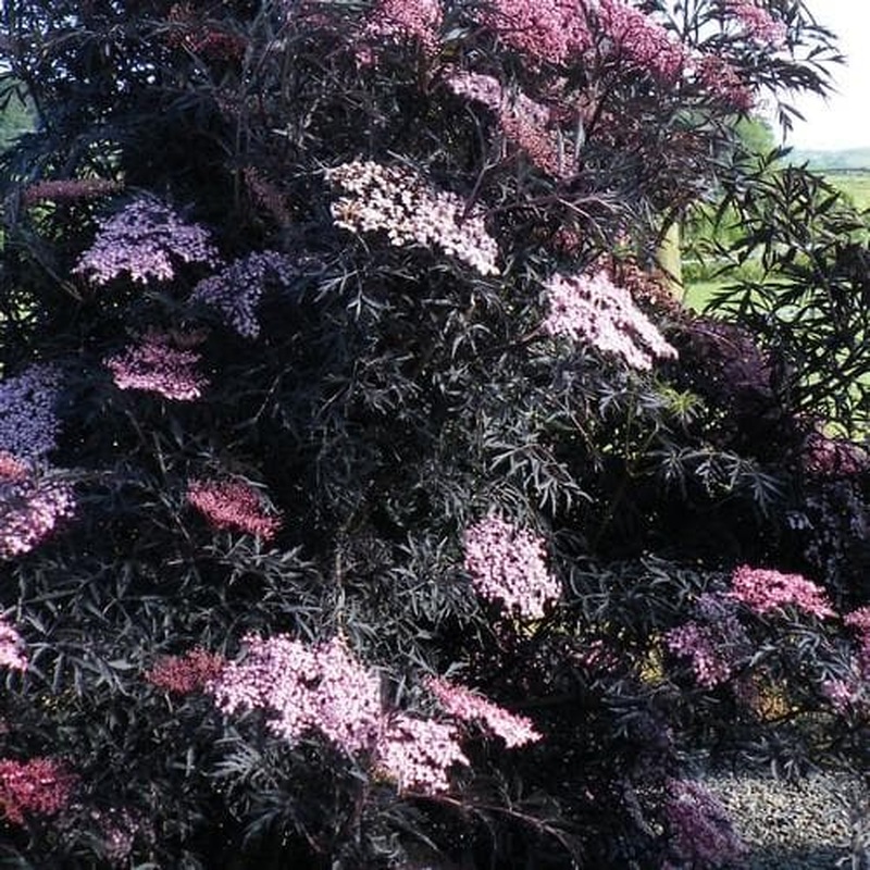 Sambucus nigra Black Lace