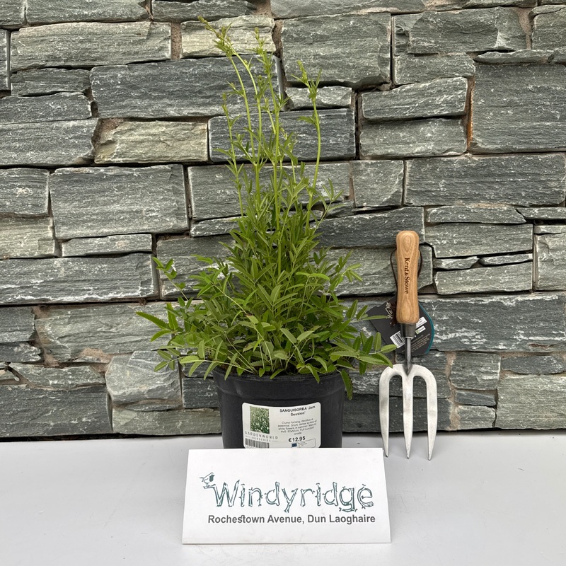 SANGUISORBA Jam Session