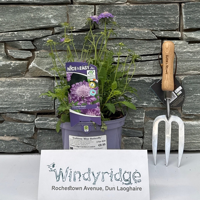 Scabiosa Blue Butterfly