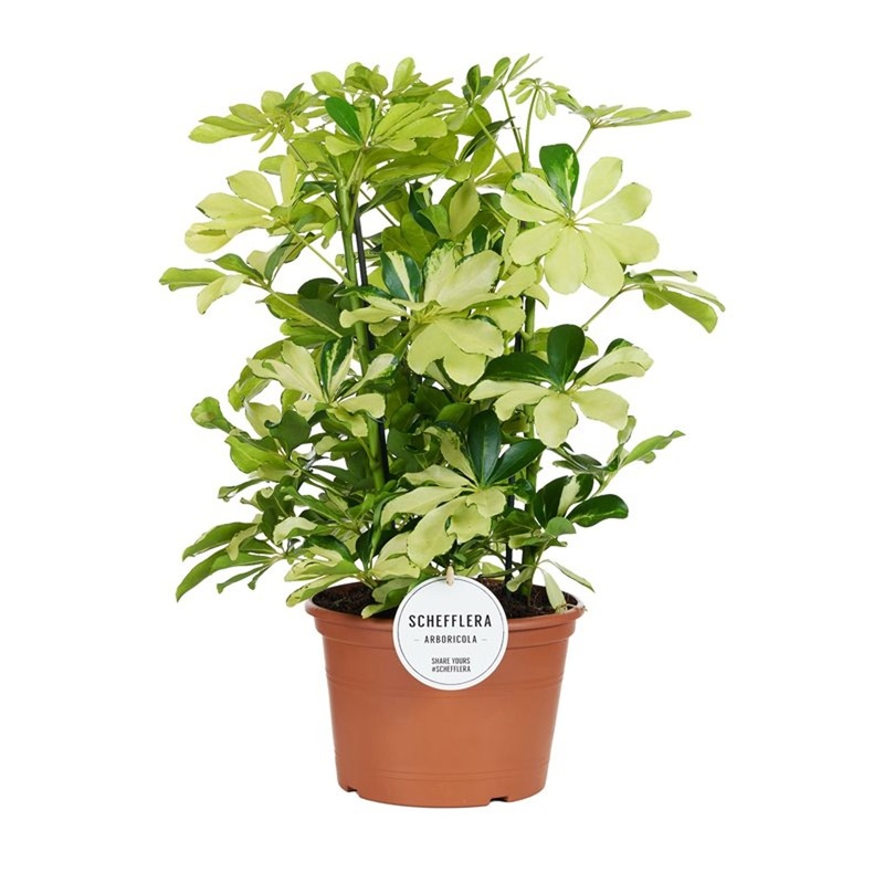 Schefflera arb. Melanie  P21