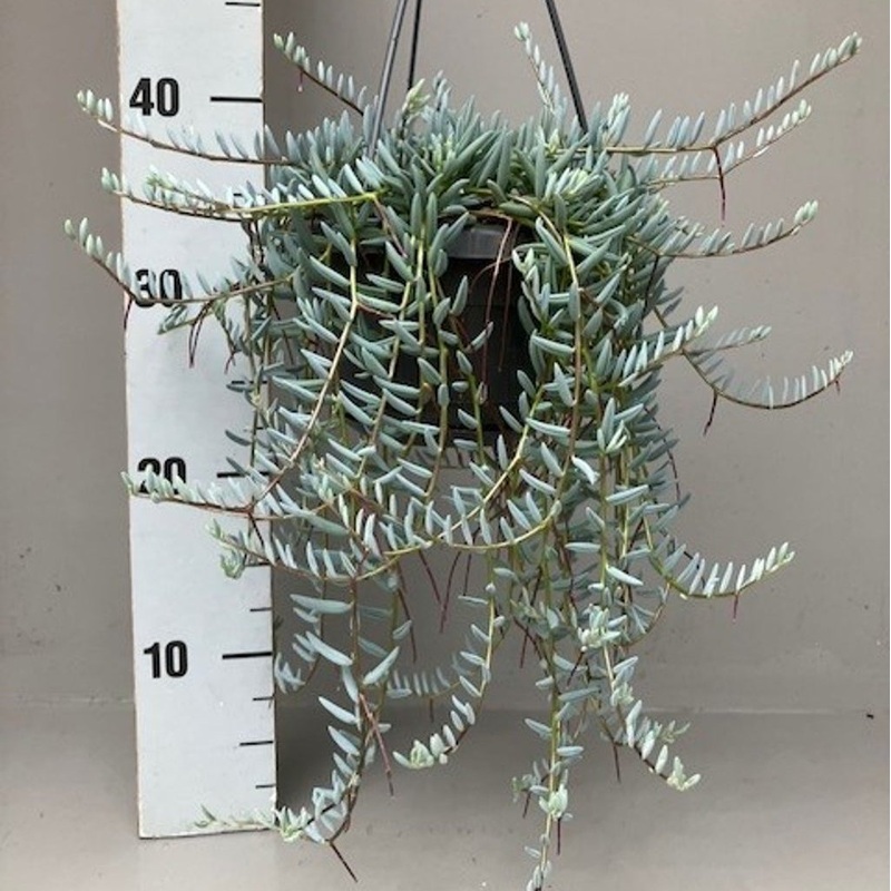 Senecio halianus  P14, hanging pot