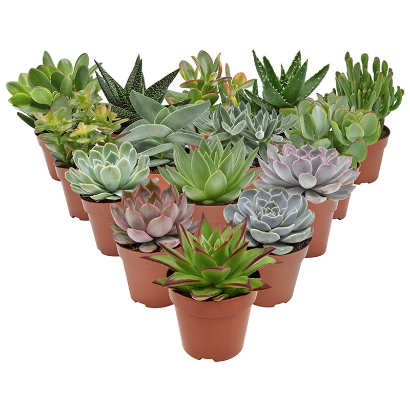 Succulent 6 varieties mix  P8.5