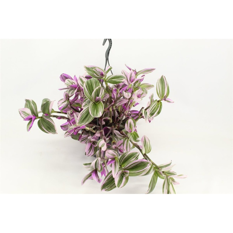Tradescantia Nanouk  P23, hanging pot