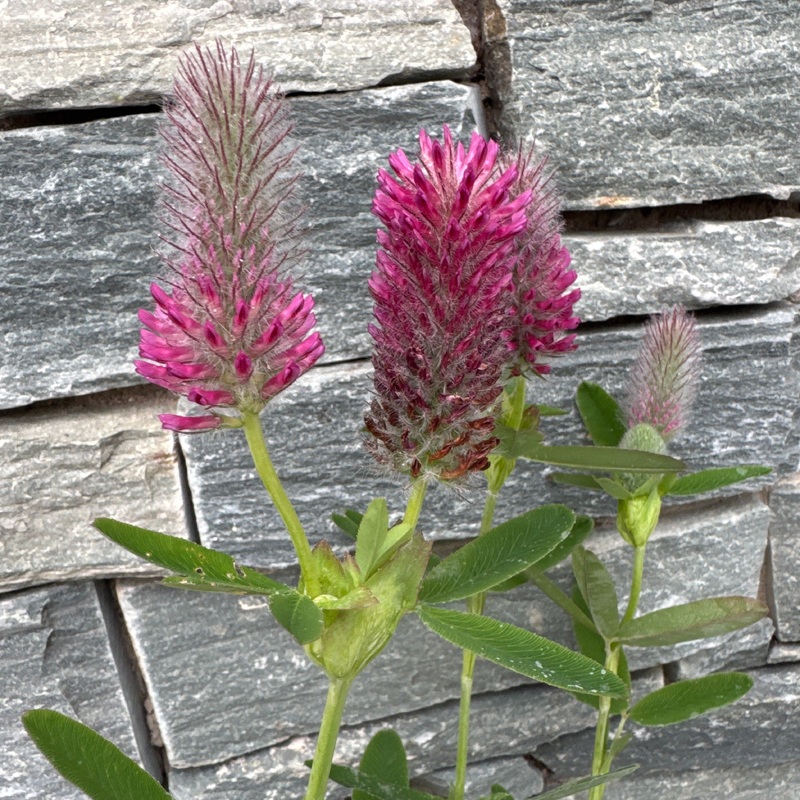 Trifolium rubens