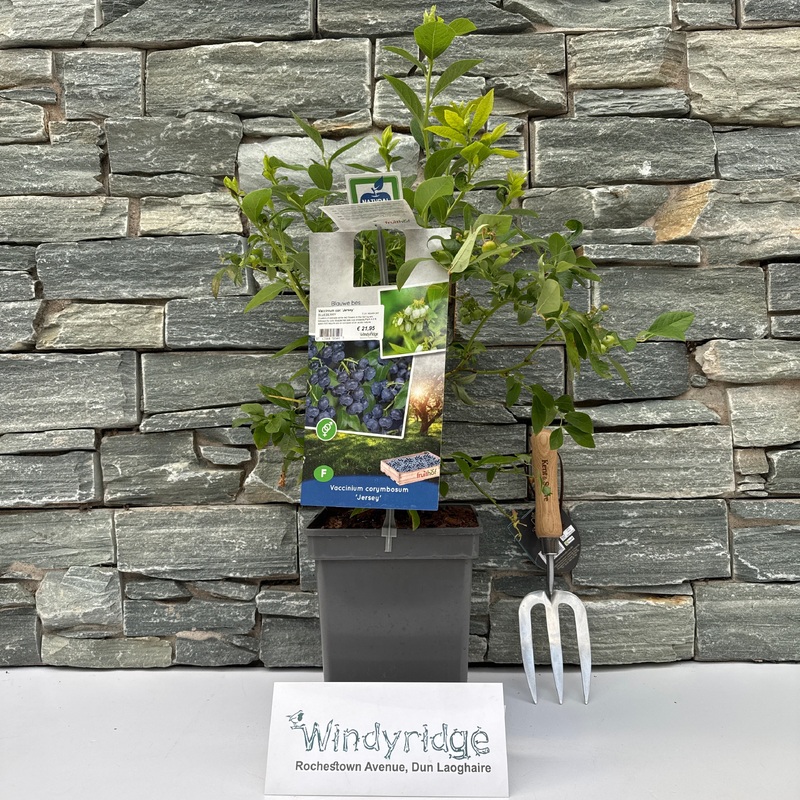 Vaccinium cor. Jersey  5 Ltr, square pot