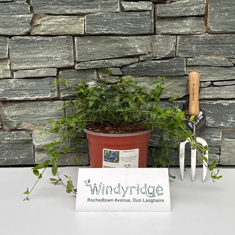 VINCA minor 3L 3Ltr Pot