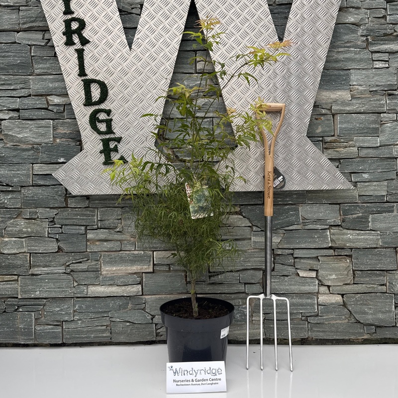 Acer palmatum Koto-no-ito  80-100 CM C12