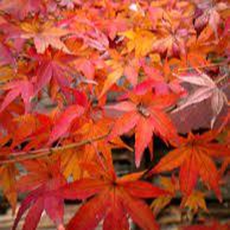 Acer palmatum Little Red  3 Ltr pot
