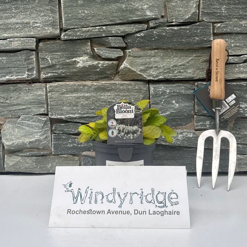 AJUGA reptans Best Buddies Caramel