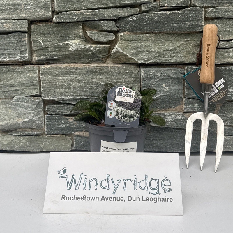 AJUGA reptans Best Buddies Espresso