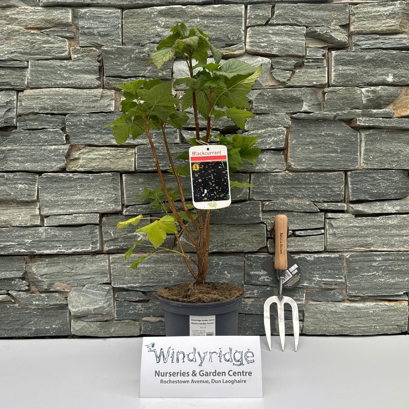 Blackcurrant Ben Connan