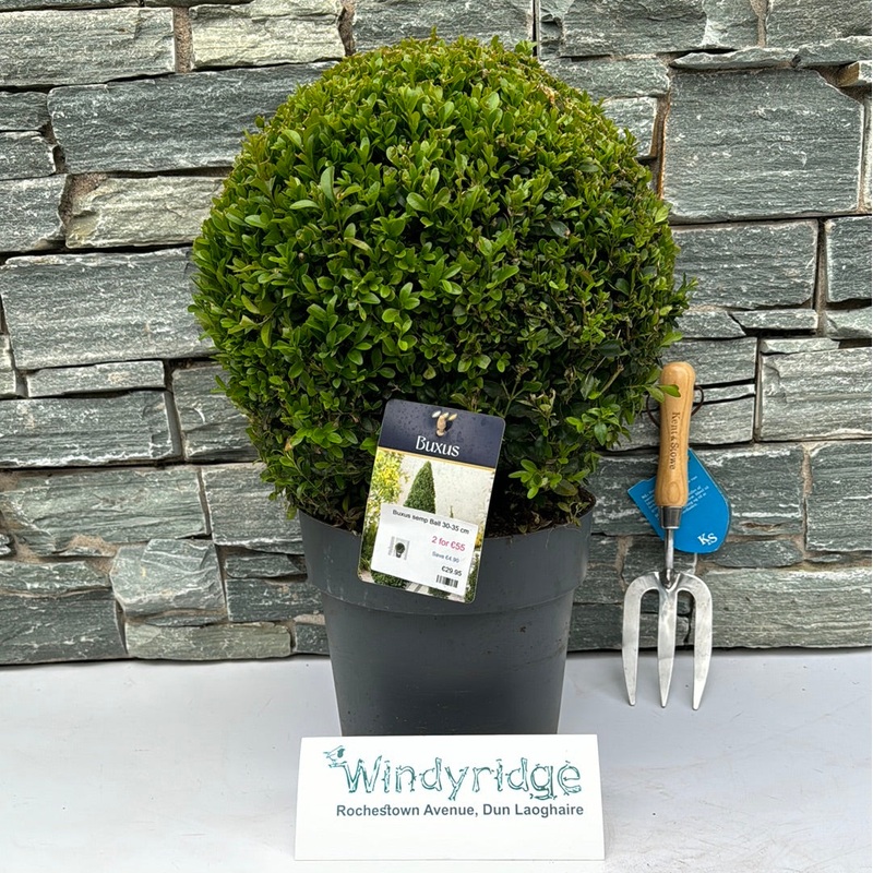 Buxus semp Ball 30-35 cm