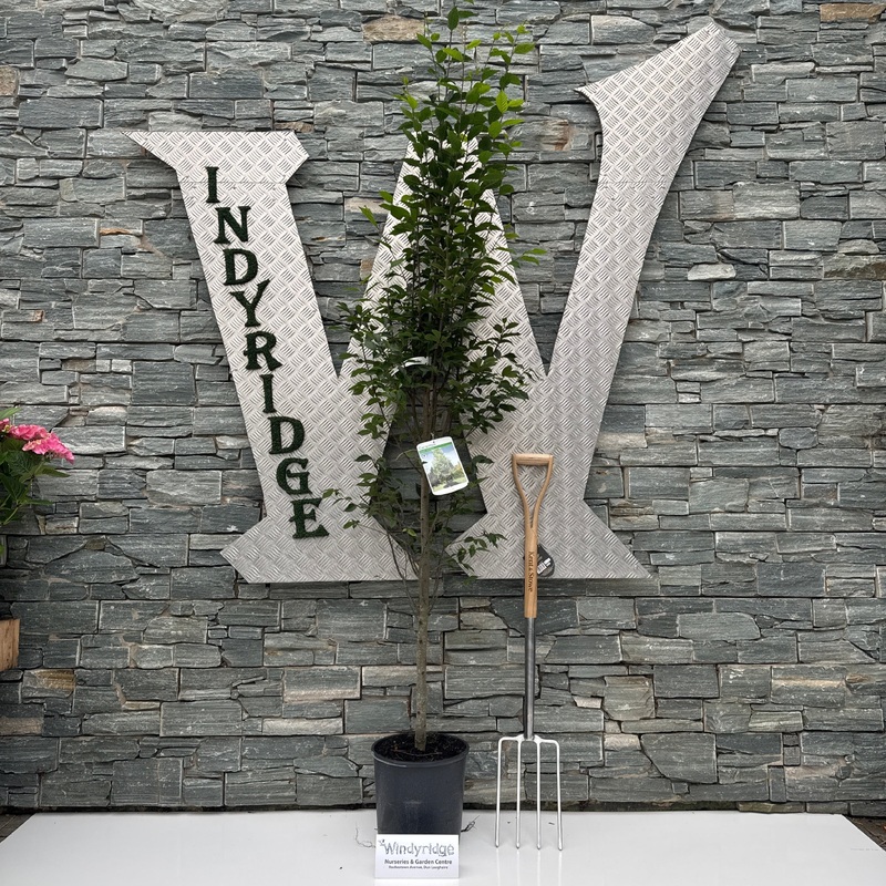 CARPINUS BETULUS FASTIGIATA