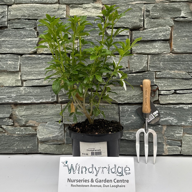 Choisya ternata 3ltr pots