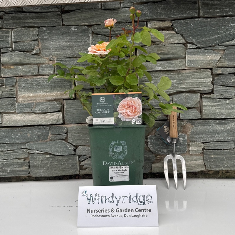 David Austin Rosa The Lady Gardner