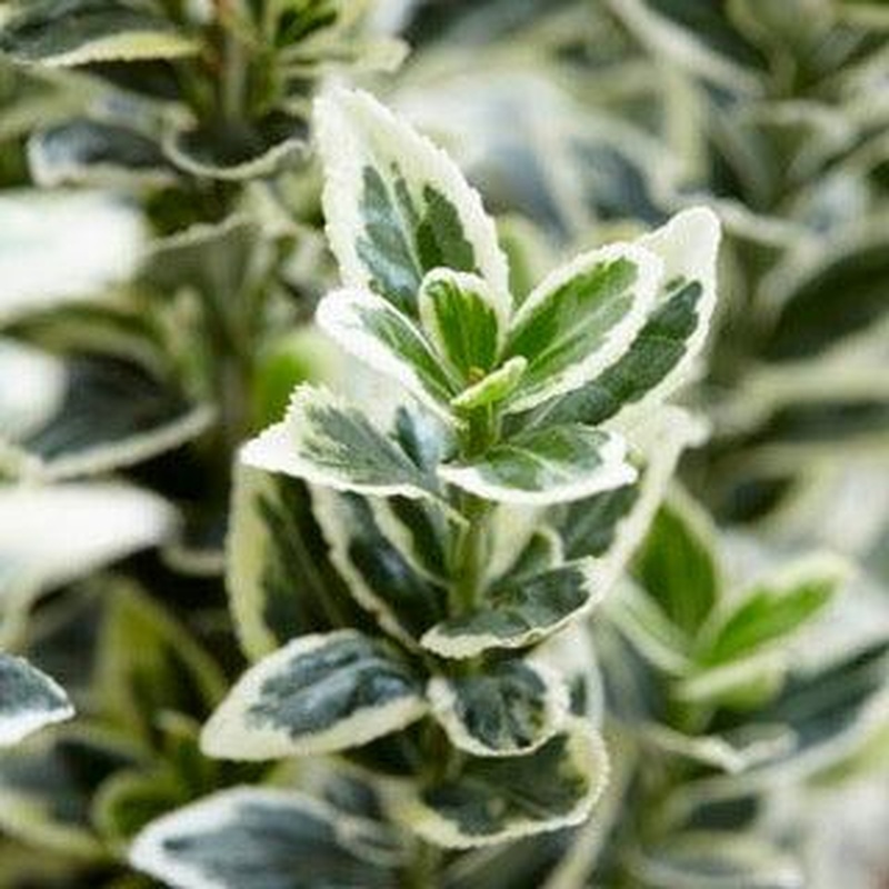 EUONYMUS J. WHITE SPIRE