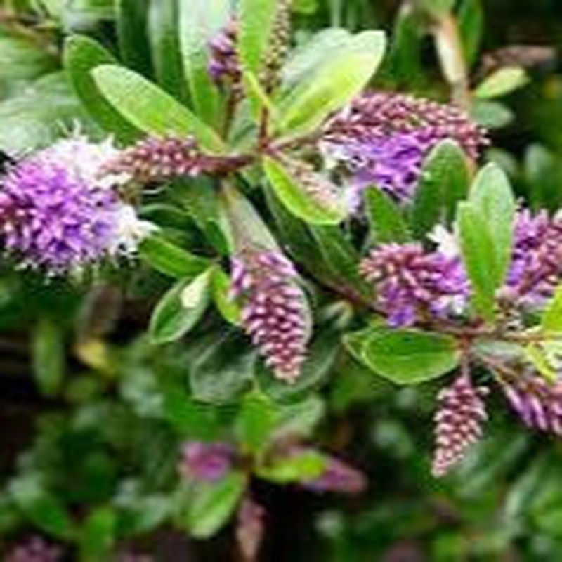 Hebe andersonii Katrina  5 Ltr pot