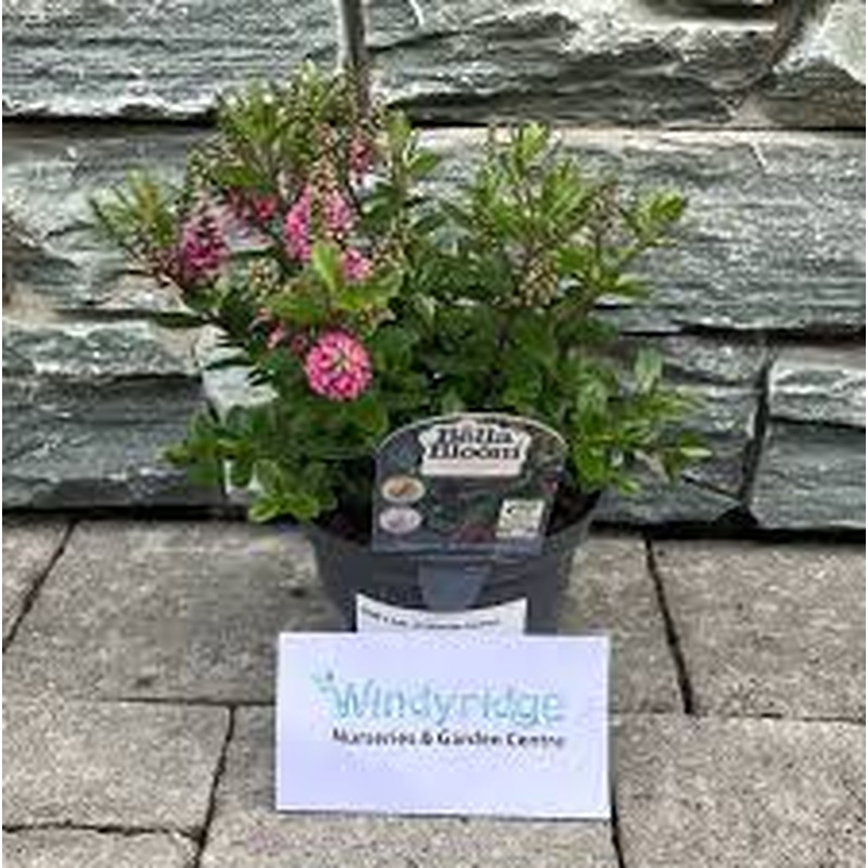 HEBE x hyb. All Blooms Samara 1ltr Pot