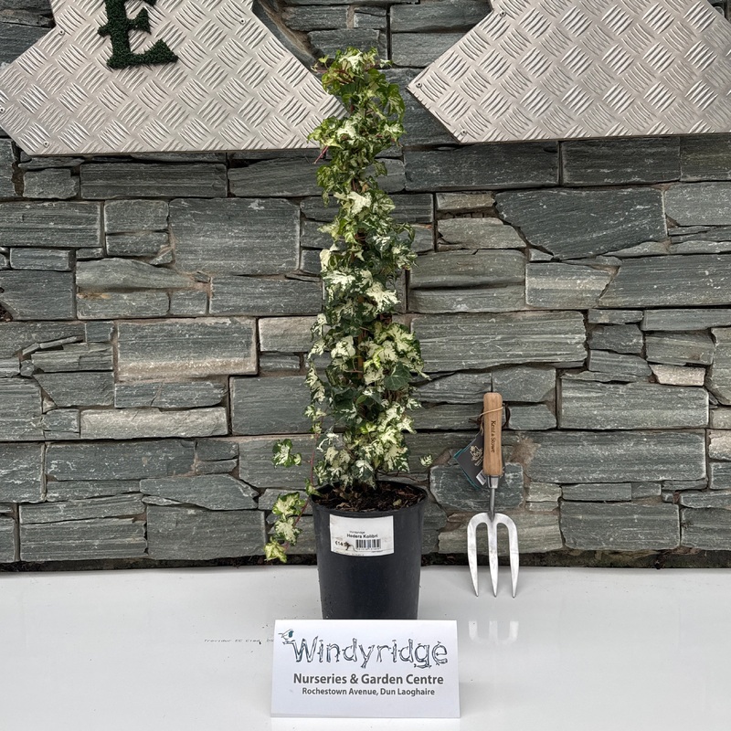 Hedera Kolibri 3ltr pots