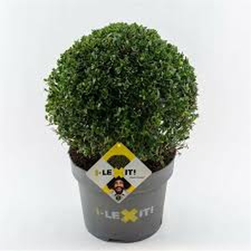 Ilex cren. Dark Green