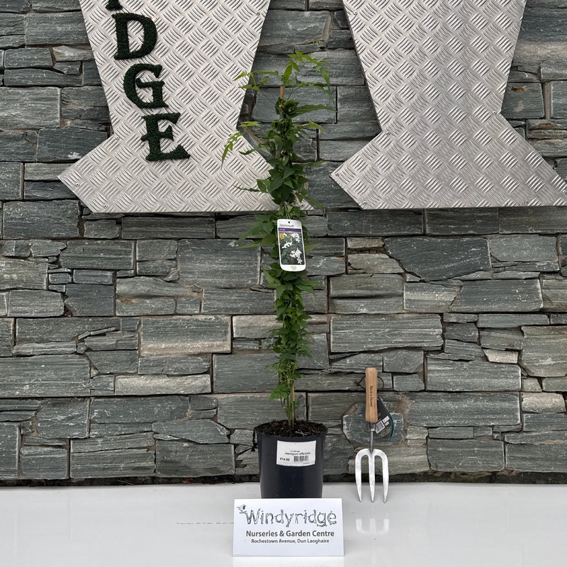 Jasminum officinale 3ltr pots