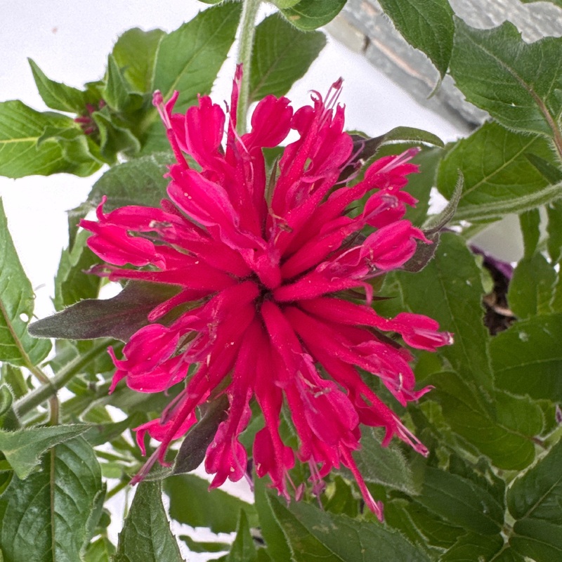 Monarda did. Balmy Rose 3lt pot