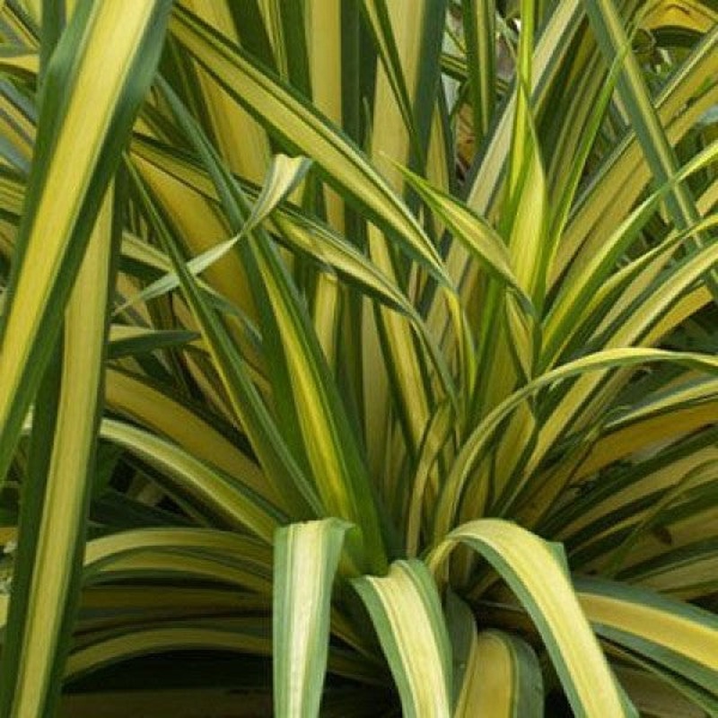 Phormium .Yellow Wave.