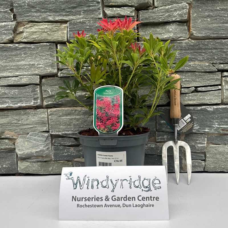 PIERIS Forest Flame 3ltr Pot